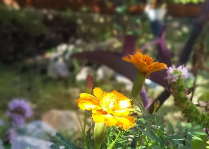 Olympus House με μοναδική θέα 公寓 *